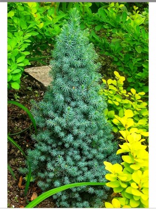 Ель сизая (Sanders Blue) - Picea glauca