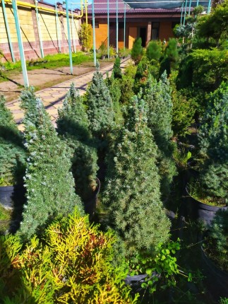 Ель сизая (Sanders Blue) - Picea glauca