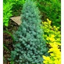 Ель сизая (Sanders Blue) - Picea glauca