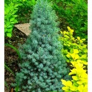 Ель сизая (Sanders Blue) - Picea glauca