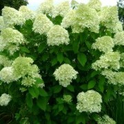 Гортензия метельчатая  - Hydrangea 'Limelight' 